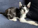 Adopt Sundown a Black & White or Tuxedo Domestic Shorthair (short coat) cat in