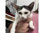 Adopt Barbie a White Domestic Shorthair / Mixed cat in South Houston