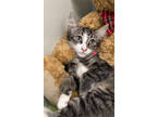Adopt Dill Pickle a Gray or Blue Manx / Domestic Mediumhair / Mixed cat in