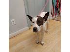 Adopt Sidney a White - with Tan, Yellow or Fawn Pit Bull Terrier / Australian