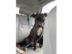 Adopt Miranda a Black - with White American Staffordshire Terrier / Mixed dog in