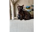 Adopt Ariel a Domestic Shorthair / Mixed (short coat) cat in Alpharetta