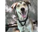 Adopt Neo a Tan/Yellow/Fawn Siberian Husky / Labrador Retriever / Mixed dog in