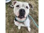 Adopt Pudge a White - with Tan, Yellow or Fawn Mixed Breed (Large) / Mixed dog