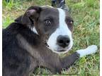 Adopt Ellie a White - with Black Border Collie / Shepherd (Unknown Type) / Mixed