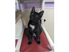 Adopt Arryn a Domestic Shorthair / Mixed (short coat) cat in Glenfield