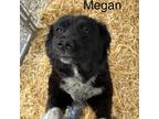 Adopt Megan a Black Border Collie / Welsh Corgi / Mixed dog in Maricopa