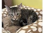 Adopt Hodge a Domestic Shorthair / Mixed (short coat) cat in Maumelle