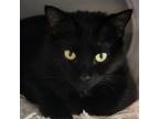 Adopt Porcini a All Black Domestic Shorthair / Mixed cat in Brighton