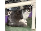 Adopt WILO a All Black Domestic Mediumhair / Mixed cat in El Paso, TX (38740451)