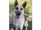 Adopt Coco a German Shepherd Dog / Mixed dog in Red Oak, TX (38764648)
