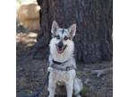 Adopt Lucy a Gray/Silver/Salt & Pepper - with Black Mixed Breed (Medium) / Mixed