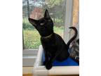 Adopt Kimber a Domestic Shorthair / Mixed (short coat) cat in Glenfield