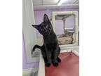 Adopt Mutt a Domestic Shorthair / Mixed (short coat) cat in Glenfield