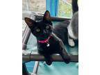 Adopt Tully a Domestic Shorthair / Mixed (short coat) cat in Glenfield