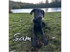 Adopt Sam a Affenpinscher / German Shepherd Dog / Mixed dog in Springfield