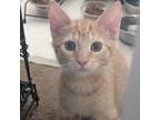 Adopt Stan a Orange or Red Domestic Mediumhair / Mixed cat in Morgan Hill
