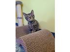 Adopt Kiba a Domestic Shorthair / Mixed (short coat) cat in Maumelle