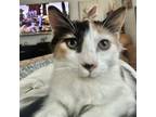 Adopt Dewdrop a White Domestic Mediumhair / Domestic Shorthair / Mixed cat in