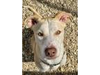 Adopt Sally a Tan/Yellow/Fawn Mixed Breed (Large) / Mixed dog in Chesapeake