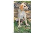Adopt Annie a Tan/Yellow/Fawn German Shepherd Dog / Bloodhound / Mixed dog in