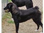 Adopt Dimitri a Black - with White Australian Shepherd / Border Collie / Mixed