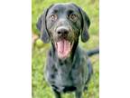 Adopt Munchie a Black Labrador Retriever / Mixed dog in Anderson, IN (38646605)