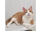 Adopt Tommy a Orange or Red Domestic Shorthair / Mixed cat in Bedford
