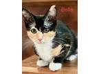 Adopt Bella a Domestic Shorthair / Mixed (short coat) cat in Darien