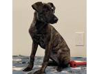 Adopt Legato a Brown/Chocolate Retriever (Unknown Type) / Mixed dog in Edinburg
