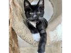 Adopt Marlin a All Black Domestic Shorthair / Domestic Shorthair / Mixed cat in