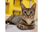 Adopt Dairy Queen a Brown or Chocolate Domestic Shorthair / Mixed cat in