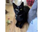 Adopt Pistachio a All Black Domestic Shorthair / Mixed cat in Newport