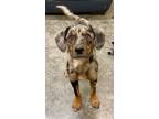 Adopt Daizee a Catahoula Leopard Dog / Mixed Breed (Medium) / Mixed dog in