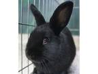 Adopt Tidbit a Black American / Mixed rabbit in Encinitas, CA (38731447)