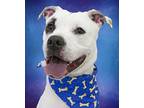 Adopt Chase a White American Pit Bull Terrier / Mixed dog in Cincinnati
