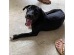 Adopt Anne Bonny a Black Mixed Breed (Medium) / Mixed dog in Vieques