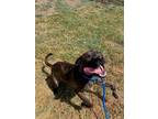 Adopt Pickles a Black American Pit Bull Terrier dog in Boerne, TX (38788130)