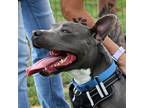 Adopt Coco a Gray/Silver/Salt & Pepper - with Black Pit Bull Terrier / Mixed dog