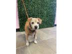 Adopt Bucky a White Border Terrier / Mixed dog in El Paso, TX (38780006)