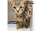 Adopt Speckle - stray a Brown or Chocolate Domestic Shorthair / Domestic