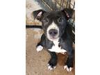 Adopt Luna puppy a Black - with White Labrador Retriever / Australian Cattle Dog