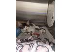Adopt 2023-07-142 a Domestic Mediumhair / Mixed (short coat) cat in Winder