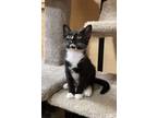 Adopt Indy a Black & White or Tuxedo Domestic Shorthair (short coat) cat in
