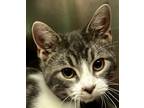 Adopt Quasimoto a Domestic Shorthair / Mixed (short coat) cat in Tiffin