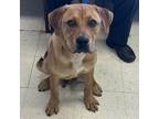 Adopt Rico 549 a Labrador Retriever / Mixed dog in Jacksonville, AR (38768713)