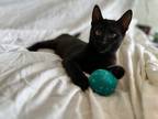 Adopt Onyx a All Black Domestic Shorthair / Domestic Shorthair / Mixed cat in El