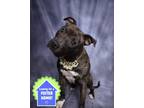 Adopt Petunia a Brindle Boxer / Terrier (Unknown Type, Small) / Mixed dog in