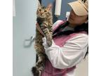 Adopt Kai a Brown or Chocolate Domestic Longhair / Mixed cat in las vegas