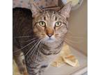 Adopt Meijer (Chow Hound Byron Center) a Brown or Chocolate Domestic Shorthair /